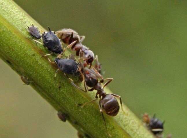 Как муравьи помогут ученым в создании нового антибактериального препарата